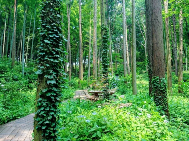 藤沢えびね ・ やまゆり園で珍しい紫陽花を鑑賞