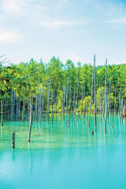 美瑛ドライブモデルコース①白金 青い池