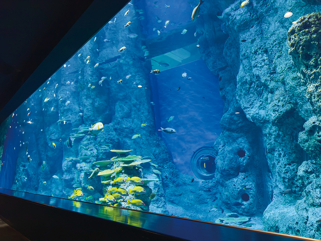 【足摺岬ドライブ×立ち寄りスポット】竜串湾の海の生き物が迎える「足摺海洋館SATOUMI」