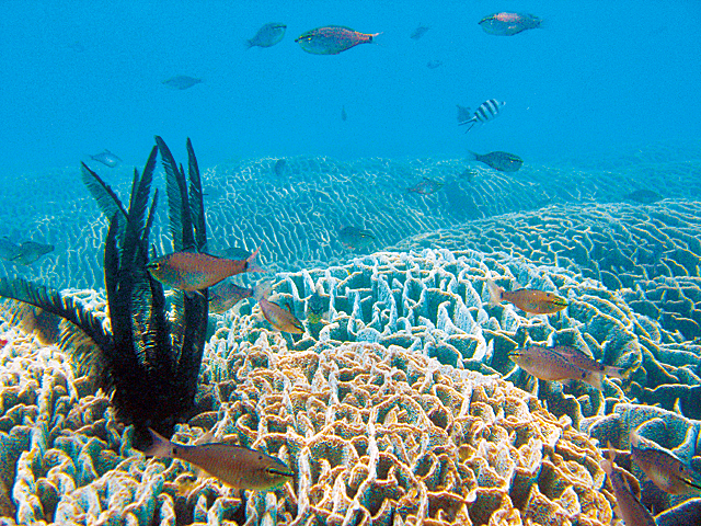 【足摺岬ドライブ×立ち寄りスポット】透明度抜群の海にうっとり「竜串ダイビングセンター」