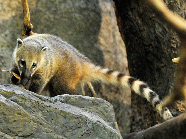 魅力④ ユニークで可愛い動物たちがいっぱい!
