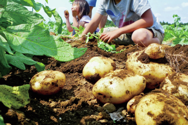【千葉県・山武】有野実苑(ありのみえん)オートキャンプ場