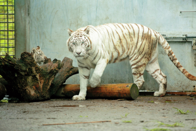 東伊豆観光の楽しみ方② 2大テーマパークは見逃せない!