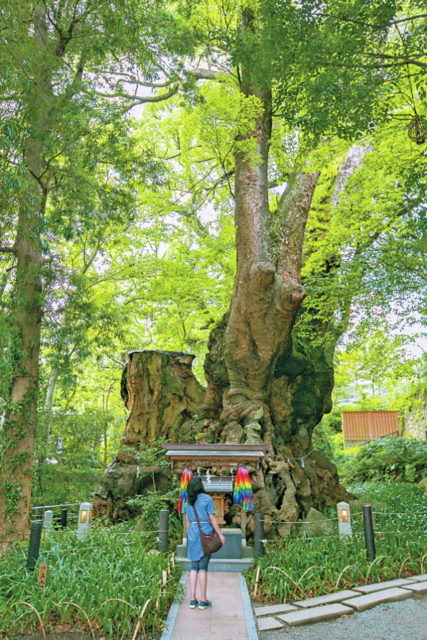 熱海の観光エリア④ 来宮エリア