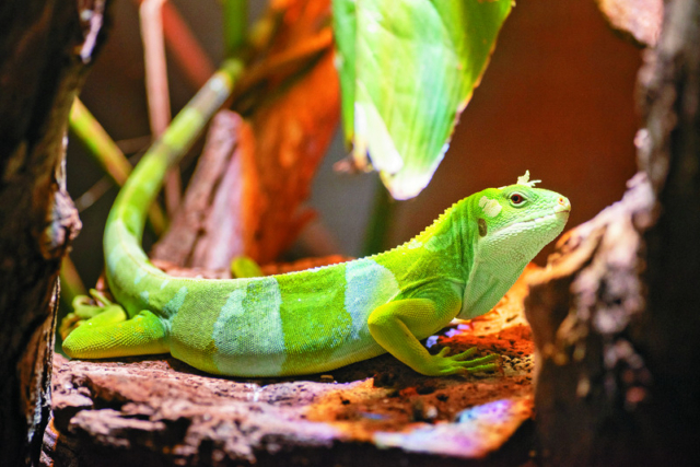 東伊豆観光の楽しみ方④ 体感型動物園iZooへ行こう!