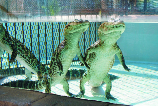 東伊豆観光の楽しみ方② 2大テーマパークは見逃せない!