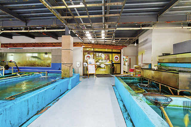 創業50年を超える活魚店が出す、イカの活造り「お魚処 玄海」