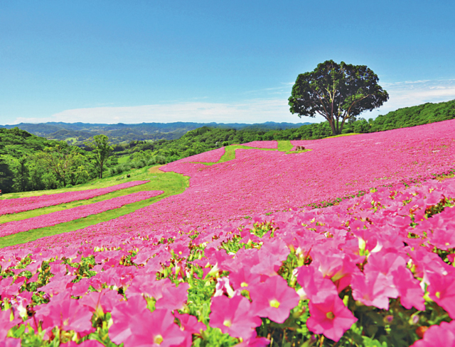 【千葉県・富津】マザー牧場オートキャンプ場