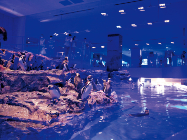 【東京・押上×屋内スポット】大人な雰囲気のナイトアクアリウムを開催「すみだ水族館」