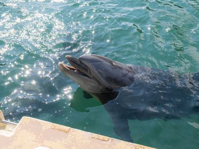 南伊豆観光の楽しみ方⑤ イルカが近い!下田海中水族館へGO!