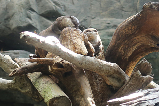 魅力④ ユニークで可愛い動物たちがいっぱい!