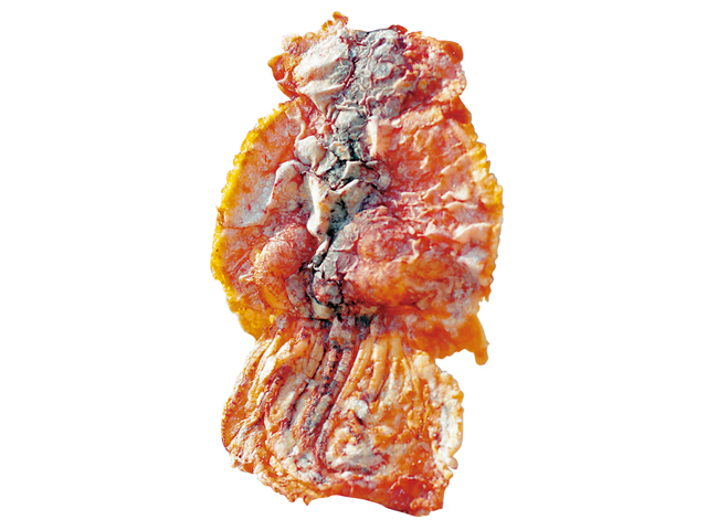 【沼津 みなと新鮮館】まるごとせんのえび伝