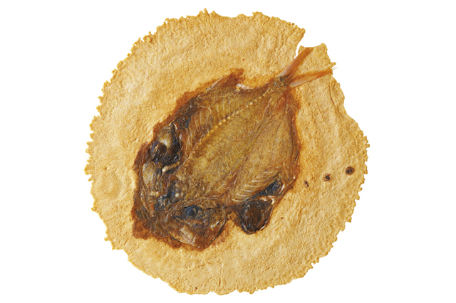 【熱海の駅前商店街&駅チカの食べ歩きスポット】ゑびす屋 駅前店