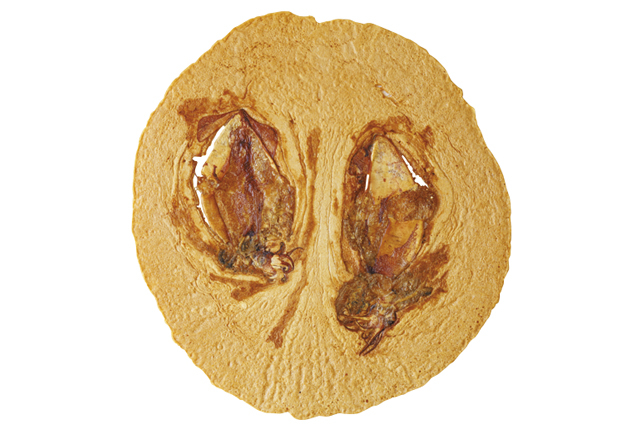 【熱海の駅前商店街&駅チカの食べ歩きスポット】ゑびす屋 駅前店