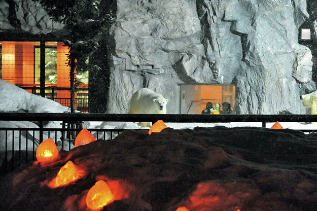 【旭山動物園のおすすめイベント】雪あかりの動物園