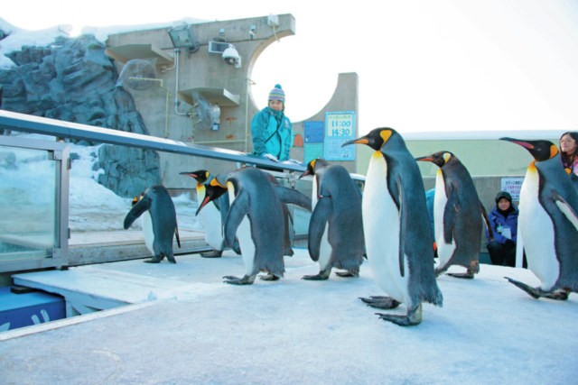 【旭山動物園のおすすめイベント】ペンギンの散歩