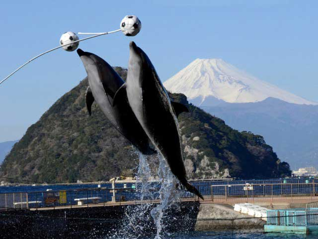 伊豆・三津シーパラダイス