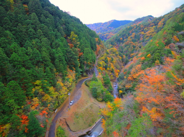 奈良 和歌山 秋の名道 高野龍神スカイライン 紅葉ドライブガイド 観光旅行メディア まっぷるトラベルガイド