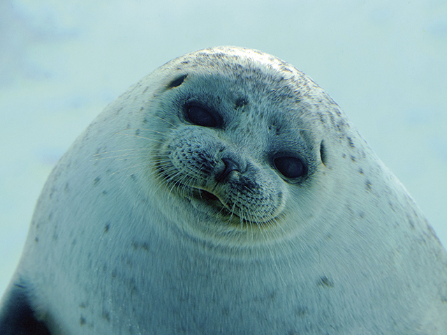 【大阪日帰り旅行】観光スポット① ジンベエザメが悠々とおよぐ太平洋水槽は圧巻!「海遊館」