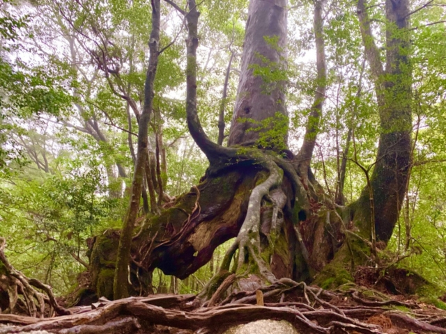 【2日目午前】 苔むす森(もののけの森)までレッキング