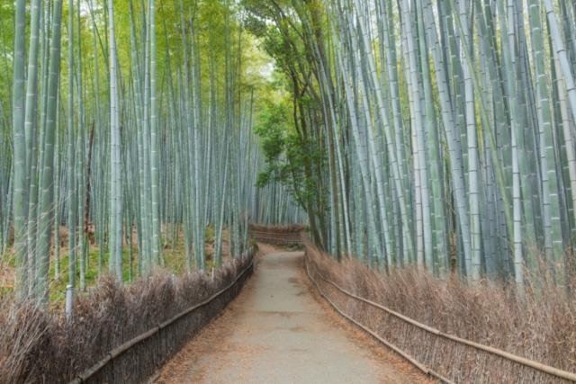 京都のお出かけスポット①四季折々の風雅で忘れがたい景色を堪能する「嵐山」