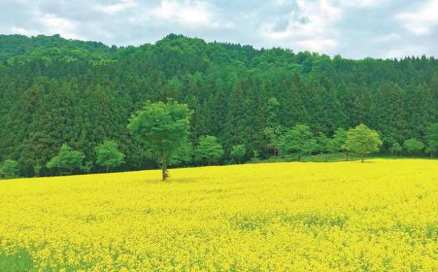 【魚沼の里のおすすめ施設⑦】酒蔵らしいスイーツを販売「菓子処 さとや」