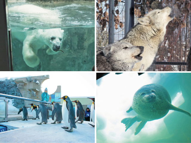 旭山動物園の見どころはココ! 魅力と楽しみ方を徹底紹介!