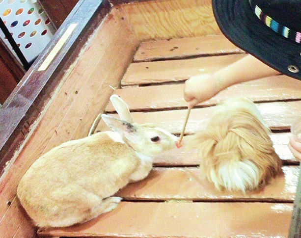 ふれあえる動物たち