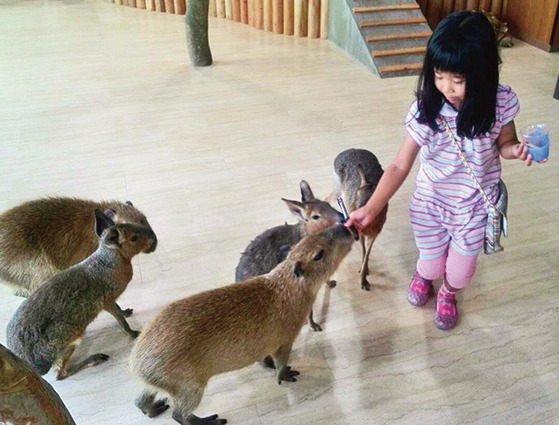 ふれあえる動物たち