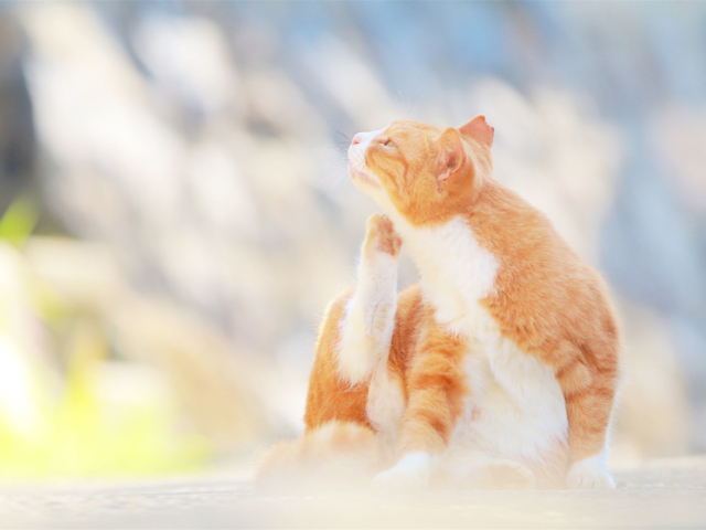 【香川で猫旅】瀬戸内の離島 「男木島」～悠々自適な猫に癒される日帰り旅