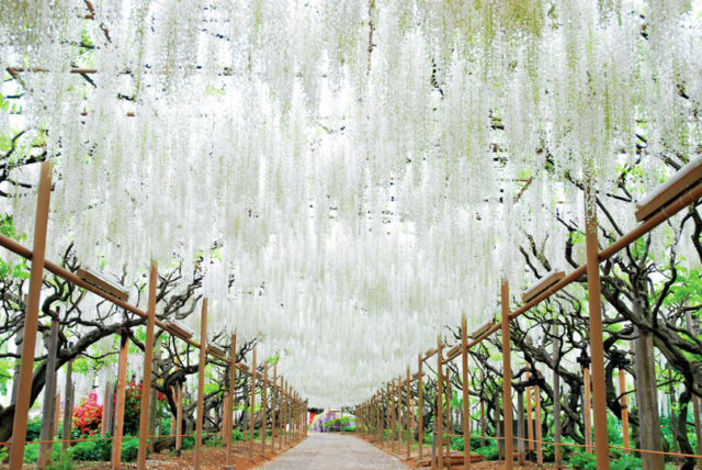 白藤【4月下旬〜5月上旬】