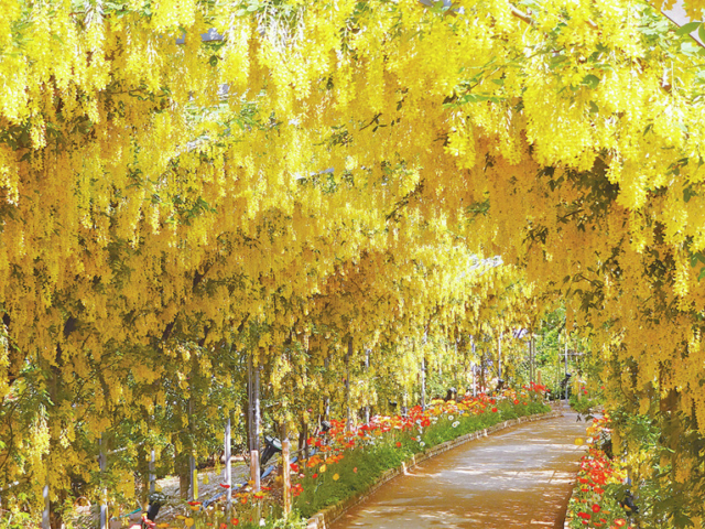 きばな藤【5月上旬〜5月中旬】