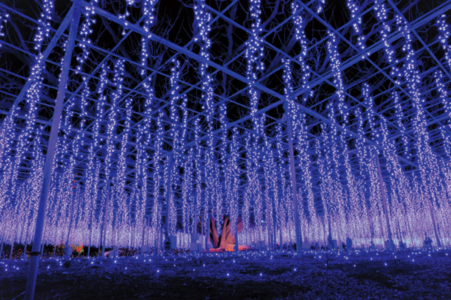 光の花の庭【10月下旬~2月上旬】