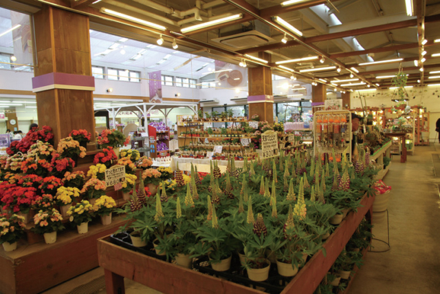 【あしかがフラワーパークをもっと楽しむコツ】グルメ&お土産をチェック!