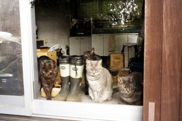 猫たちは新しい土地へ