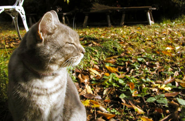 慣れていく、人も猫も