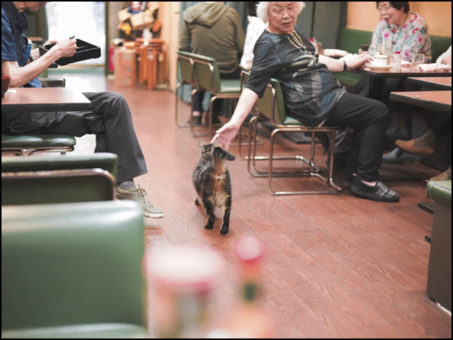 東京・三ノ輪の喫茶店「 白鳥 」の看板ねこ:ねこ