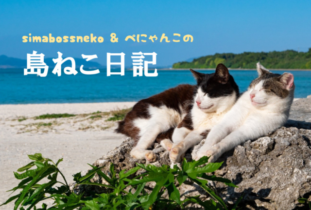 おすすめの連載 猫エッセイ もっと猫が好きになる かわいくて癒される3つのエッセイ まっぷるトラベルガイド おすすめの連載 猫エッセイ もっと猫が好きになる かわいくて癒される3つのエッセイ まっぷるトラベルガイド