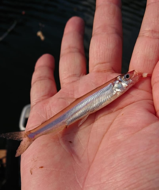 豊かな自然の中で「ワカサギ釣り」に初挑戦