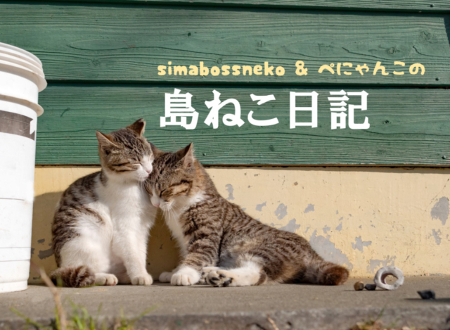 【連載フォトエッセイ・第2回】simabossneko&ぺにゃんこの「島ねこ日記」