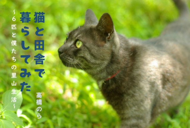 【連載エッセイ・第6回】猫と田舎で暮らしてみた~6匹と僕たちの里山生活~