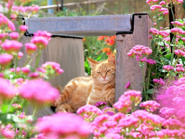 かわいい猫に癒される 猫をみつけに ちょっとおでかけ まっぷるトラベルガイド