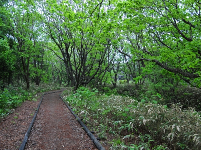 オロロンライン穴場スポット3.国内有数の海鳥繁殖地「天売島」