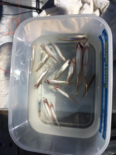 豊かな自然の中で「ワカサギ釣り」に初挑戦