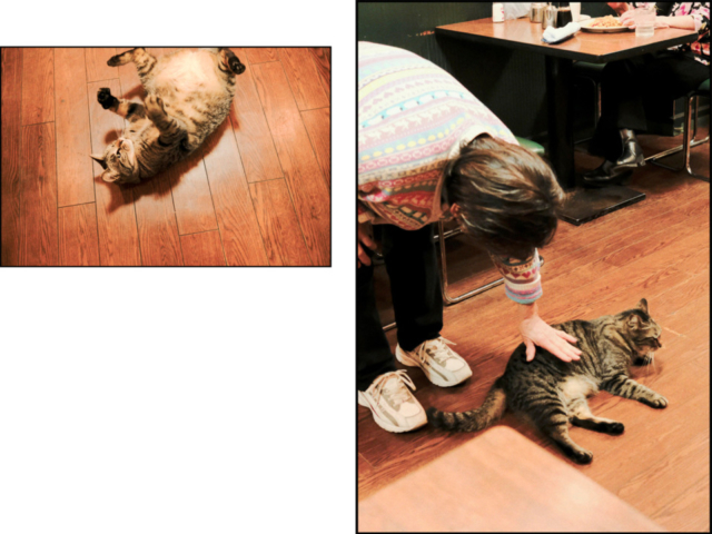 東京・三ノ輪の喫茶店「 白鳥 」の看板ねこ:ねこ