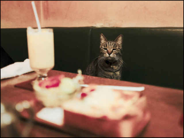 東京・三ノ輪の喫茶店「 白鳥 」の看板ねこ:ねこ