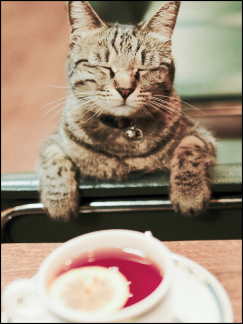 東京・三ノ輪の喫茶店「 白鳥 」の看板ねこ:ねこ