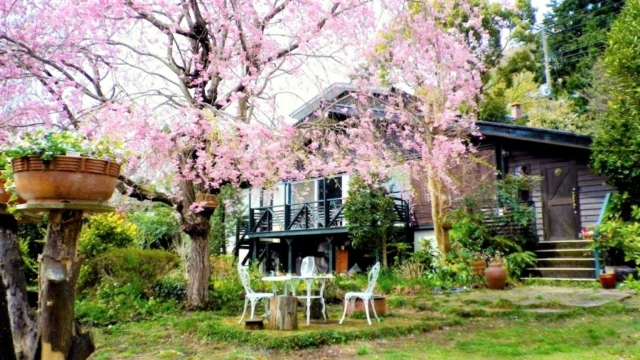 猫のための家を探す