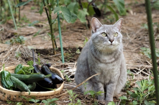 田舎で猫と暮らすということ
