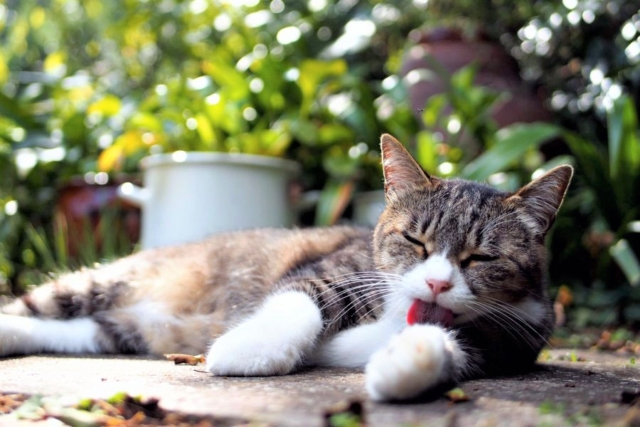 田舎のペースで暮らす